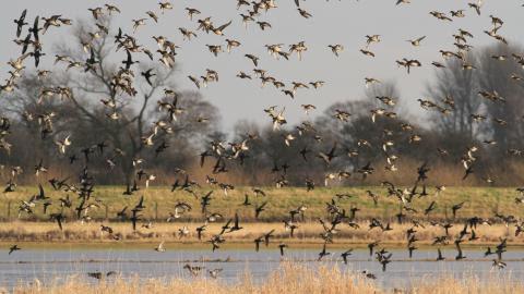 Birds flying